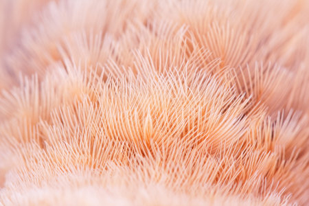 The fragment plumage of Bullfinch close up.の写真素材