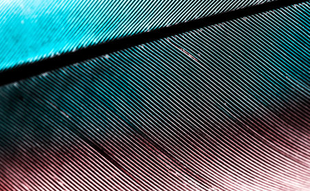 pen feather background close up
