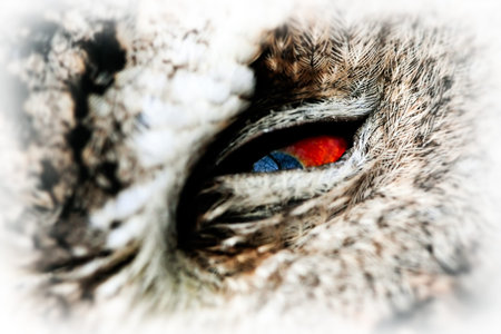 The eye of the Short-eared Owl  (Asio flammeus).