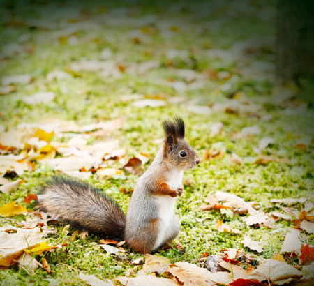 The squirrel standing on legs.
