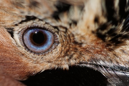 Portrait of Jay close-up.の写真素材