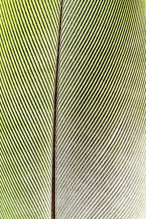 The pen feather background close up.の写真素材