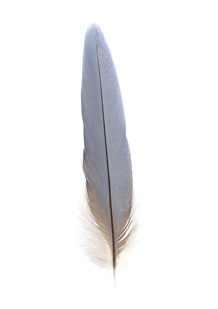 The tail feather of macaw on white.の写真素材
