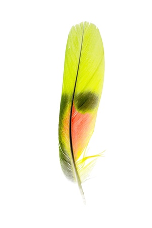 The feather of parrot on white の写真素材