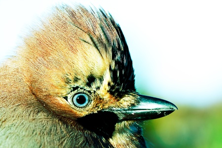 Portrait of Jay close-up.の写真素材