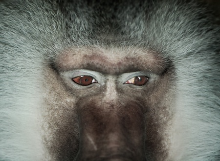 Hamadryas baboon - portrait in the dark.の写真素材