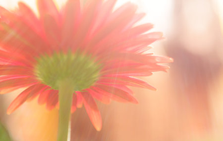 The red flower in the morning.の写真素材