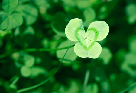 Clover is symbol of Saint Patrick's Day in Ireland.の写真素材