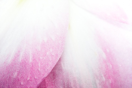 pink petals of lily closeupの写真素材