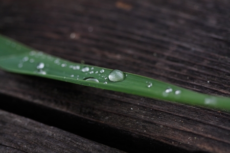 leaf on a wooden boardの写真素材