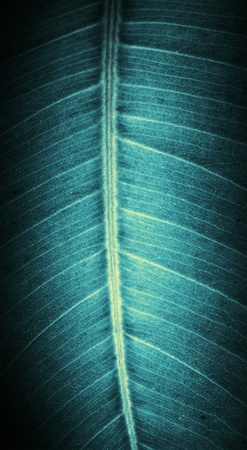 The leaf close up. Abstract background.の写真素材