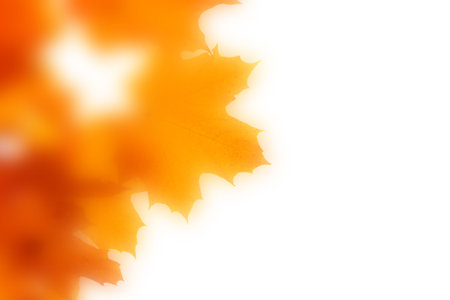 The blurred orange maple leaves on white.