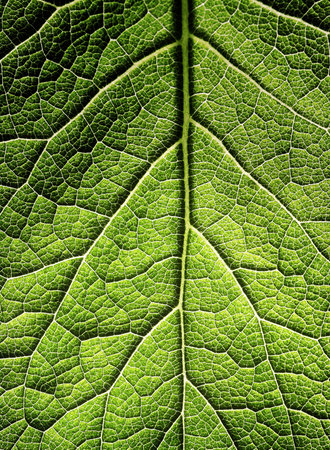 The leaf close up. Abstract background.