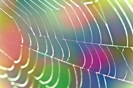 The Spider Web close up.の写真素材