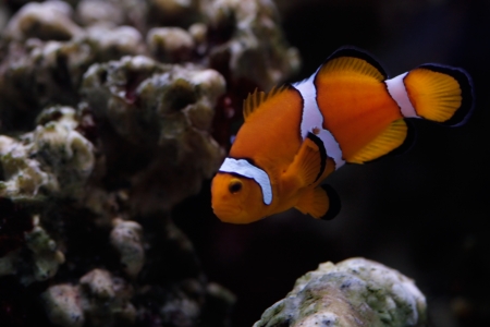 The tropical fish - Clown Fish.の写真素材