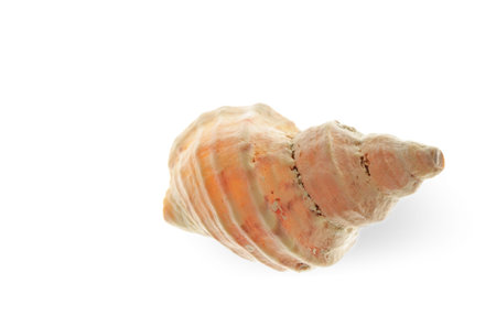 Spiral sea shell on white