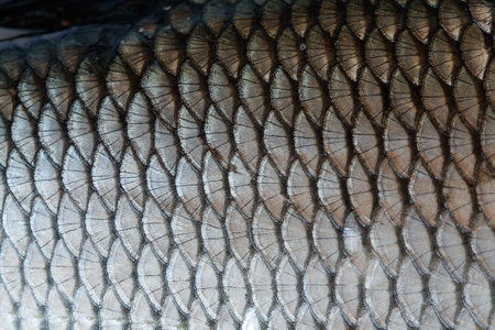 The fragment of a fish scale.