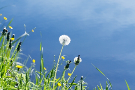 Dandelion on the bank of a pond.の写真素材
