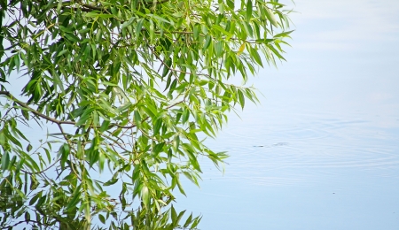 The branch with green leaves over water.の写真素材