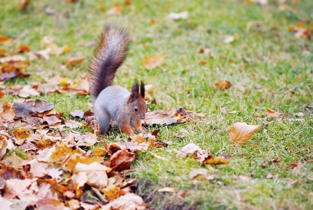 squirrel in a park in autumnの写真素材