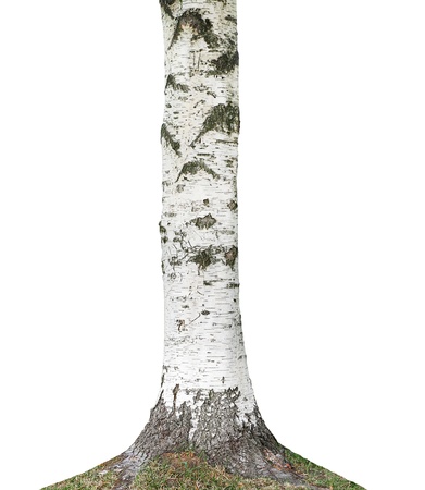 near-earth part of a birch tree on whiteの写真素材