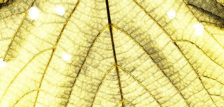 the part of grunge leaf close up