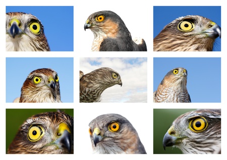 Collage from portraits of Sparrow-hawk (Accipiter nisus).の写真素材