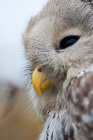 Portrait of Ural Owl (Strix uralensis).の写真素材