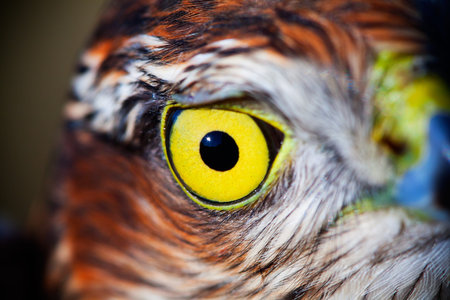 Birds of Europe - portrait of a Sparrow-hawk (Accipiter nisus).
