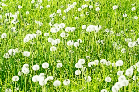 Many dandelions on a field.の写真素材