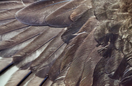 The wing of bird closeup.