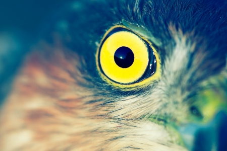Birds of Europe - Sparrow-hawk (Accipiter nisus).の写真素材
