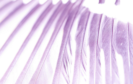 abstract - wing of the bird with high key effect. "Radiant Orchid" is the color of the Year 2014.の写真素材