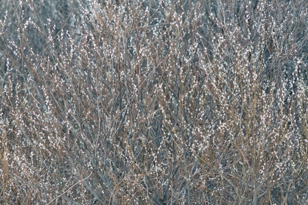 bush of the pussy-willow in spring