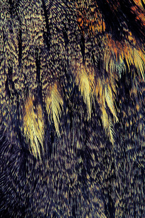The fragment plumage of a European Nightjar 