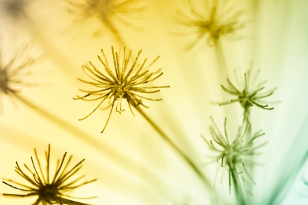 abstract dry flower in winterの写真素材