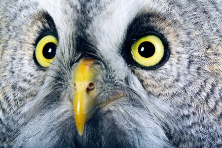 portrait of the Great Grey Owl  Strix nebulosa の写真素材