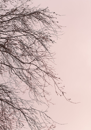 bare branches of trees in magenta color toneの写真素材