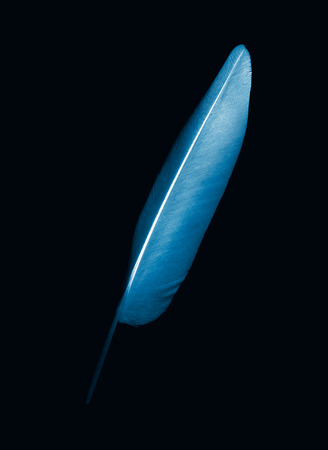 pen feather on a dark blue background, negative image effectの写真素材