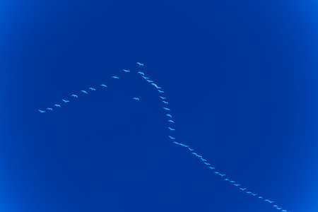 The wild-gooses to fly against sky background in time of migration. X-ray effect.