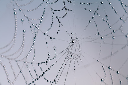 spider web with water drops close upの写真素材