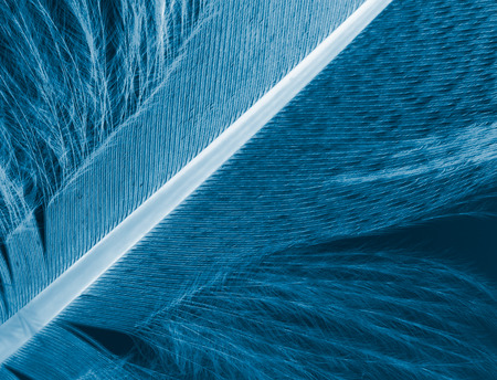 pen feather close up, negative image effectの写真素材