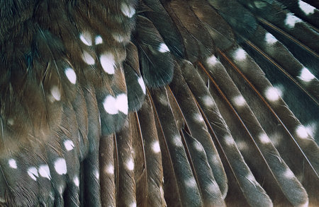 wing of the bird closeup