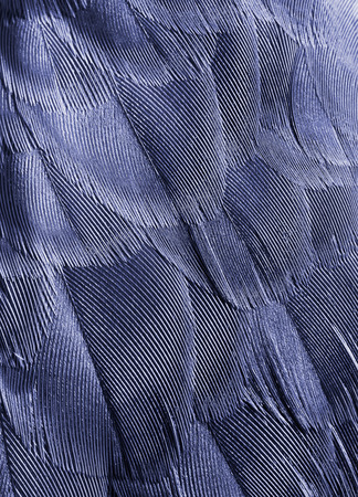 plumage background of bird closeupの写真素材