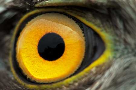 bird eye close-up, macro effect photo of Sparrow Hawk (Accipiter nisus)の写真素材