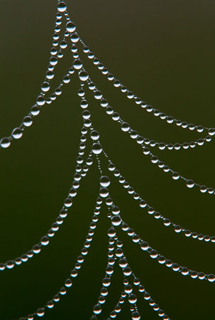 Spider Web in the shape of a christmas tree