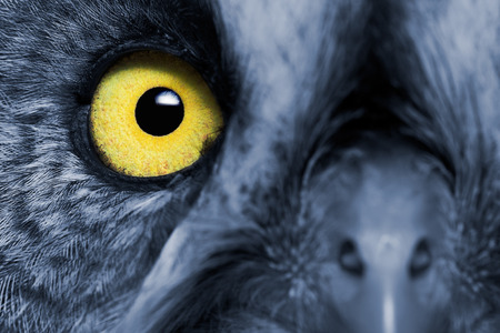 Portrait Of The Great Grey Owl (Strix nebulosa). Night's effect.の写真素材