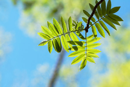 The branch of rowan tree in forest.