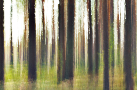 pine forest in summer, Impressionism effect, natural photoの写真素材