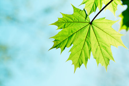 leaf of a maple tree against blue sky